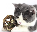 Cat Chew Toy Natural Silvervine Sticks Catnip Ball Teeth Molar for Kitten Pet supplies