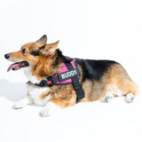 Custom Anti-Choke Dog Harness